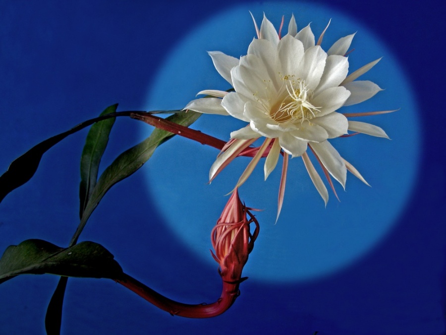 前海·笔下有情 | 花开皆有时
