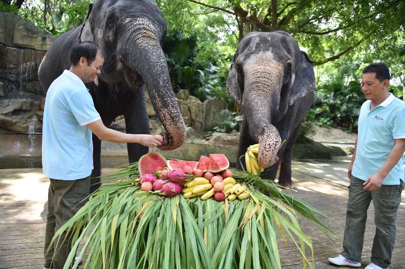 深圳野生动物园大象享受蔬果大餐，过“世界大象日”