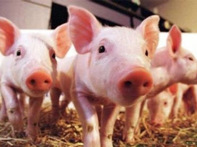 广东推出促进生猪生产保障市场供应十条措施