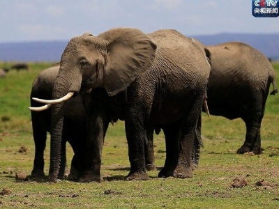 近三年，中国游客在泰国骑大象人数下降13%