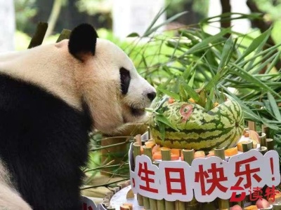 大熊猫“园舟”9岁啦！它的生日蛋糕好特别