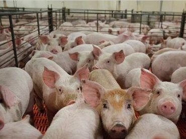 14天连开3场高级别会议发8大通知，官方力促生猪生产恢复