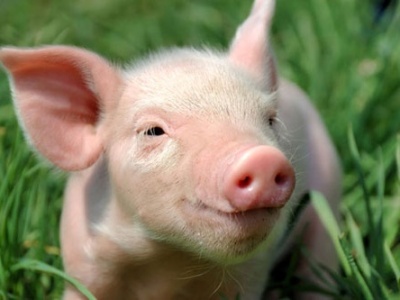 农业农村部副部长：各省政府对稳定本地生猪生产负总责