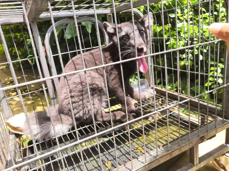 狐狸惊现福田一小区 向居民卖萌讨食