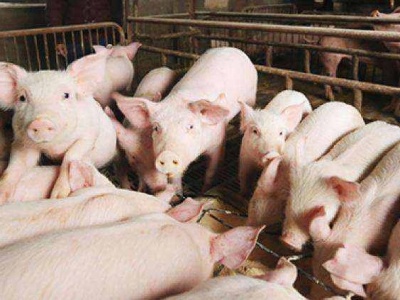 农业农村部：生猪产能逐步恢复，猪肉价格涨势趋缓