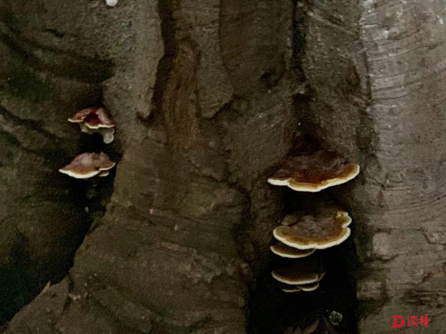好惊喜！都市竟然长出野生灵芝