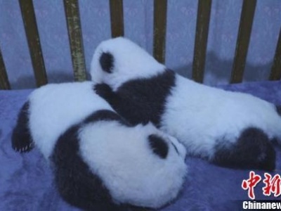陕西三只秦岭大熊猫萌宝待认养，你心动了吗？