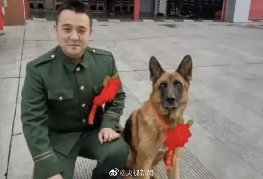 送别无言的战友！汶川地震中最后一只搜救犬去世