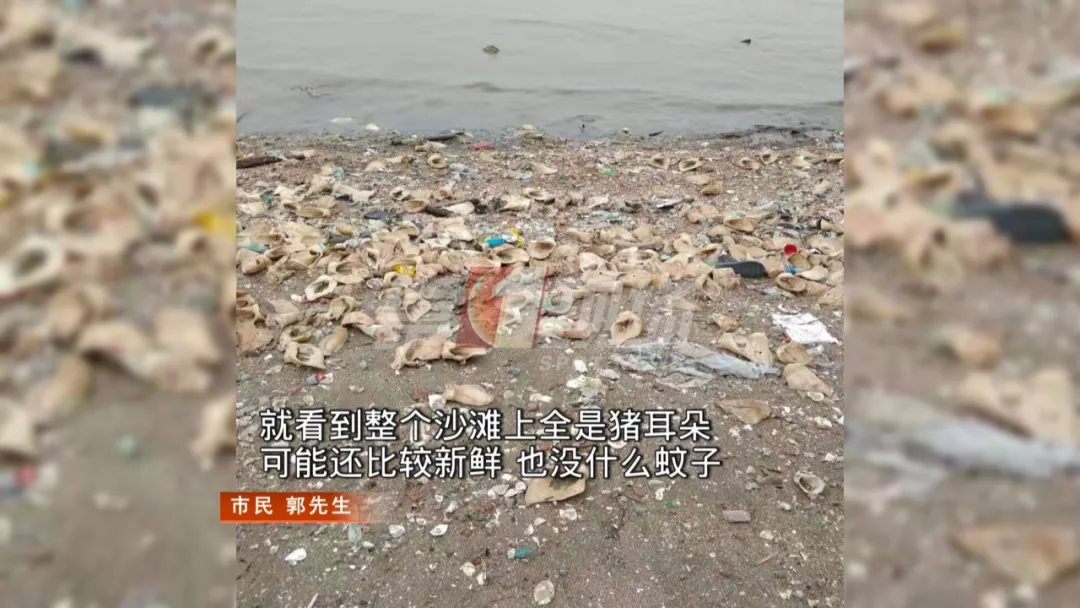 宝安西湾滨海公园附近海滩突现大量猪耳朵！从哪里来的？