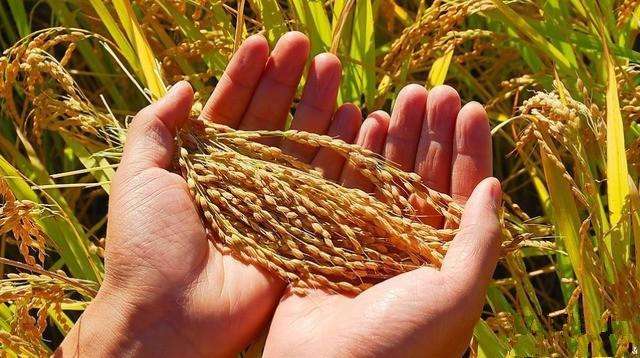 《中国的粮食安全》白皮书发布 两重要指标均超过6.5亿吨