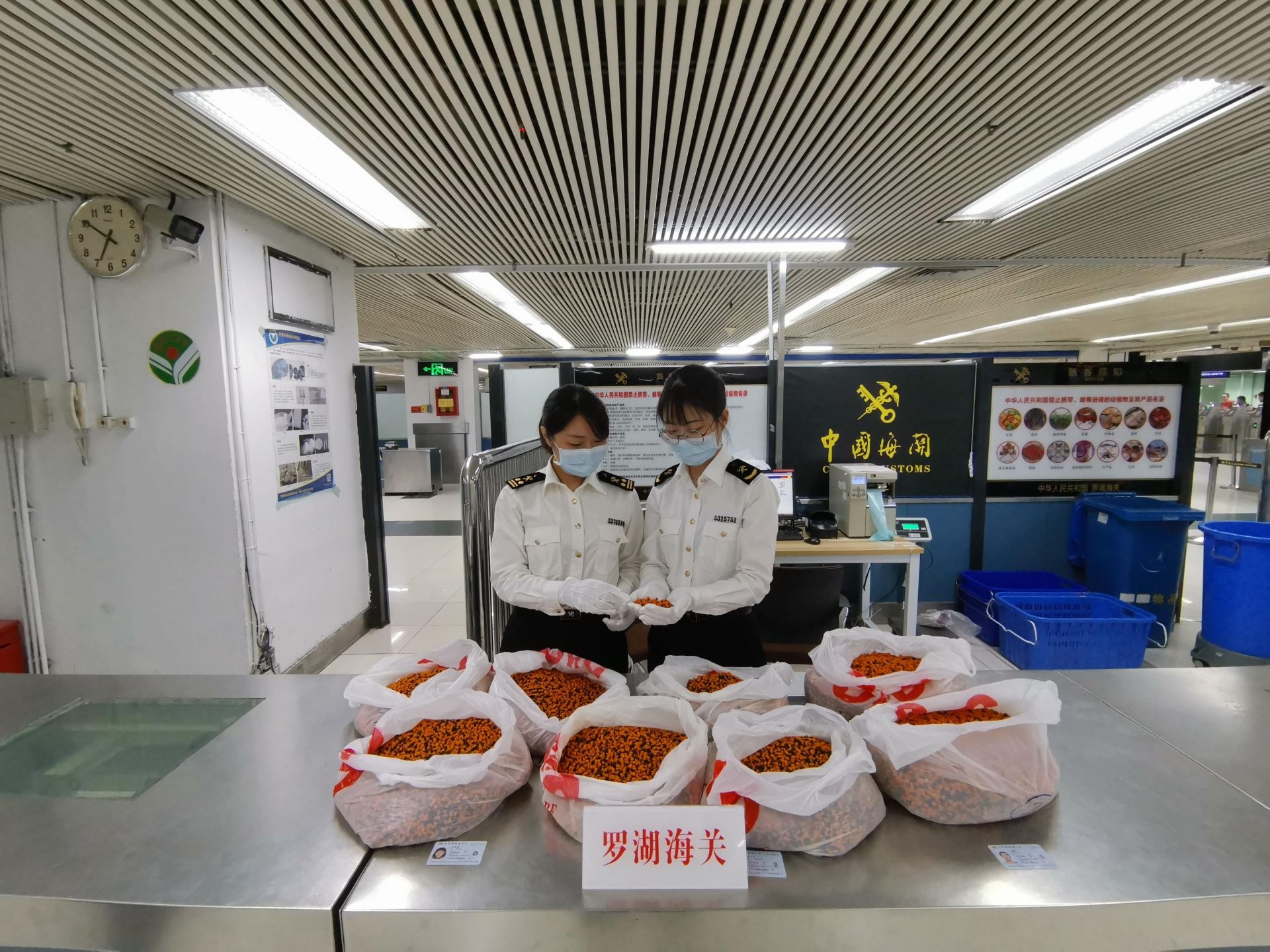 鹤望兰种子是啥玩艺儿？罗湖海关查获30多千克