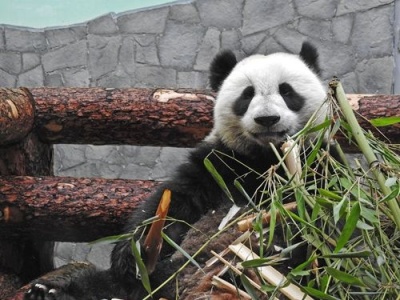 异邦的幸福！莫斯科动物园计划为中国大熊猫建雪堡