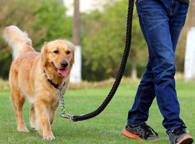 养犬管理新规征求意见引热议