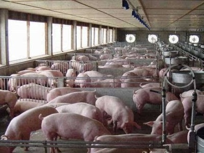 农业农村部：制定生猪市场保护价格政策尚无法实施
