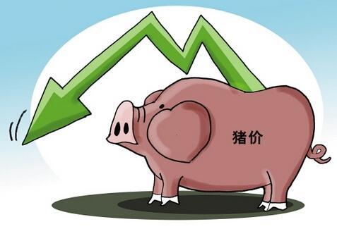 国家统计局：11月中旬生猪价格环比下跌13.5%