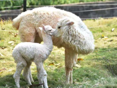 来深5年多首次生育后代！深圳野生动物园诞生首胎羊驼“女宝宝”