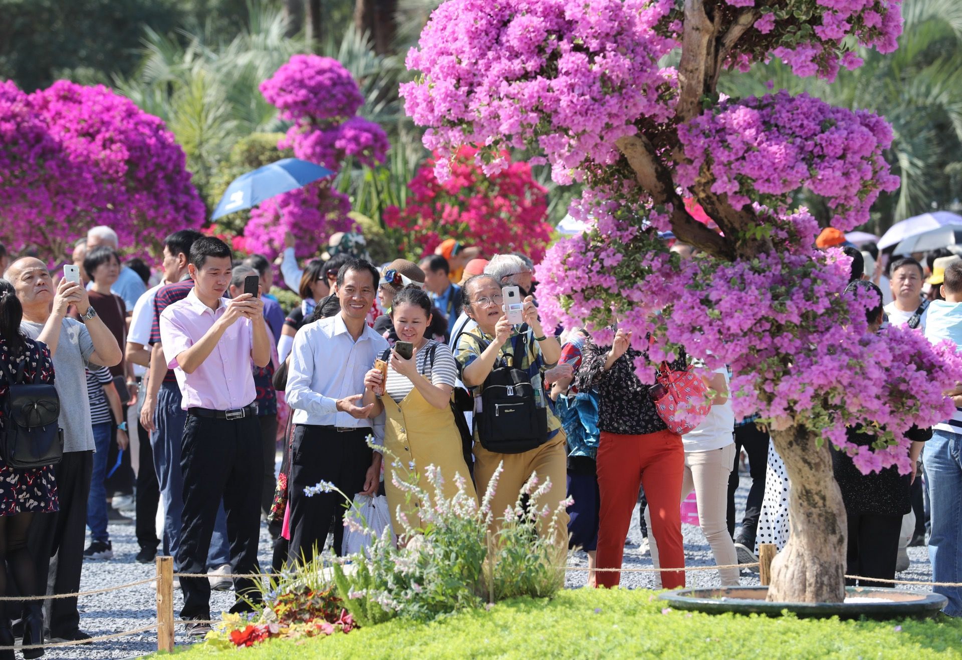 50万市民挤爆莲花山簕杜鹃花展，快来看看到底有多美、多火爆！