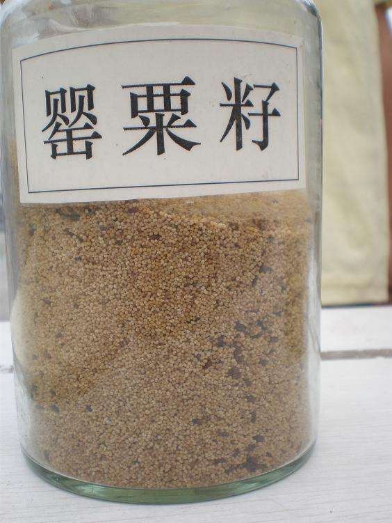 砂锅粥竟用罂粟增添风味，龙华一黑心老板屋内被查出4公斤罂粟籽