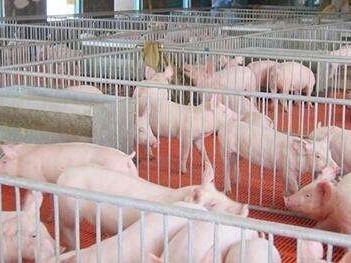 最新发布数据显示全国生猪生产正加快恢复