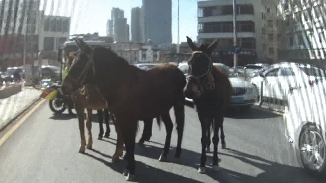 大中午，5匹骡子跑上龙岗街头还踢坏花盆！
