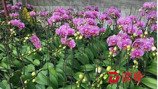  3万株兰花盛开美丽乡村！陆丰浮洲村“蝶变”背后是这群深圳人的努力
