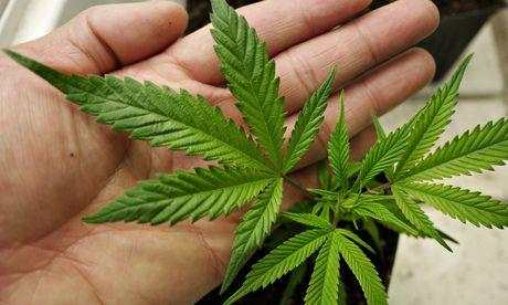逾20%美国高三学生曾吸食大麻 较两年前增一倍多