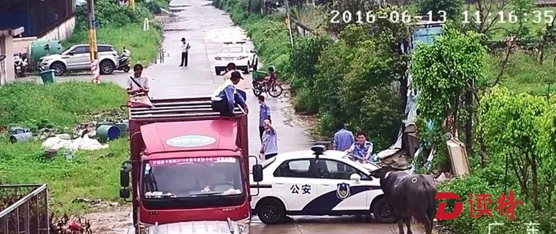 “牛魔王”发疯连伤三人  高昂医疗费该谁承担？
