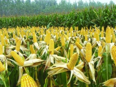 中国科学家创建最大转座子插入资源库，玉米“颜值”受它影响