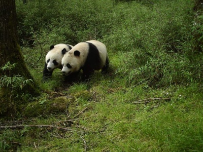过于可爱！四川卧龙首次拍到野生大熊猫双胞胎