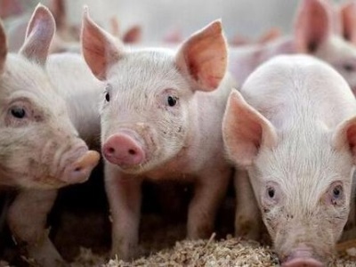 广东出台意见：加快推进生猪家禽产业转型升级