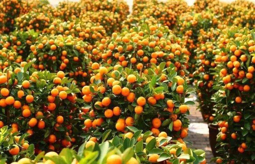 节前欢欢喜喜买年花年桔，节后莫忘环保回收！