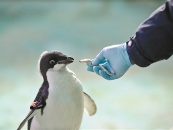 42只企鹅诞生珠海