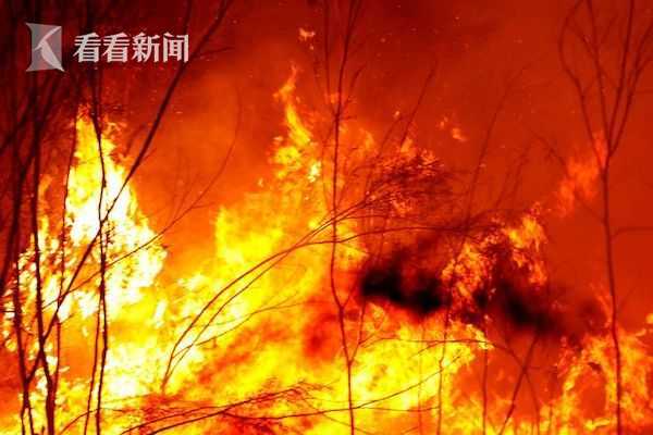 澳山火烧掉1个“比利时” ！5亿只动物可能因火灾而死