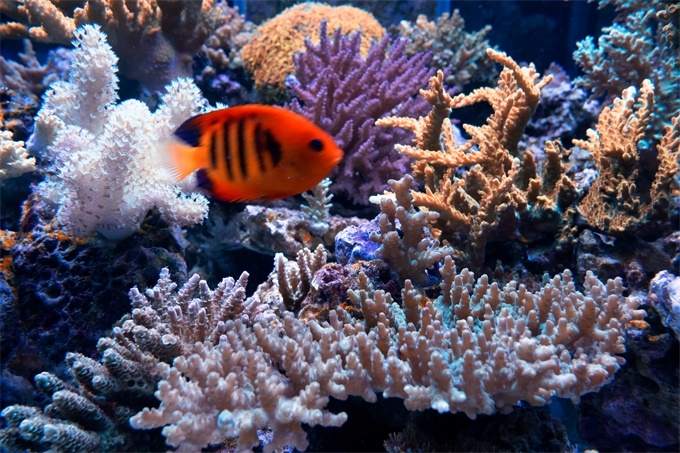 全球首个！为保护珊瑚等生物，这个国家把防晒霜禁了