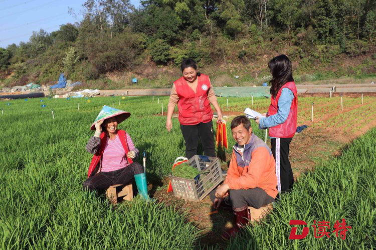 民生石井｜服务走向田间地头，百余份新春礼包送菜农