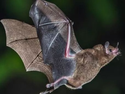 中国疾控中心：尚不能认定新型冠状病毒一定来自蝙蝠