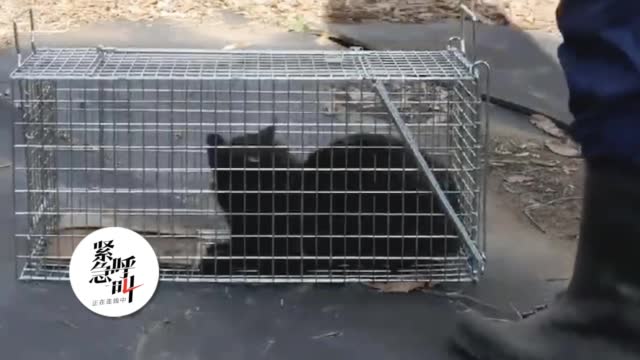 虐猫视频产业链曝光：画面残忍 几十块可买到百部