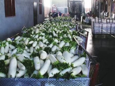 一棵蔬菜的旅程：直击广东蔬菜供应全链条
