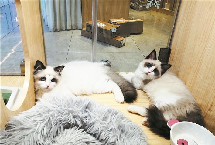 深圳影像志│猫舍