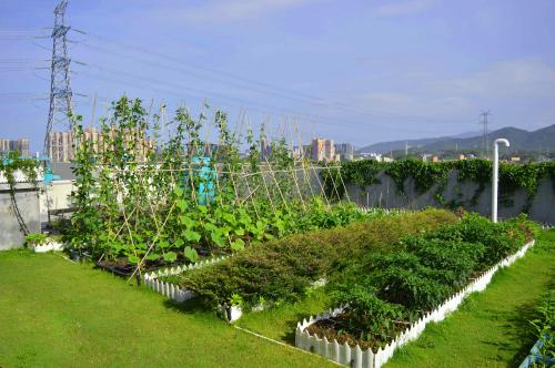 “都市农夫”不能随意做了  广东为种子立法，下月起实施