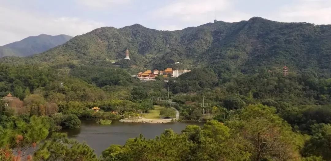 周知！梧桐山暂停开放，这些场所也关闭！收好这份线上“云”赏光锦囊