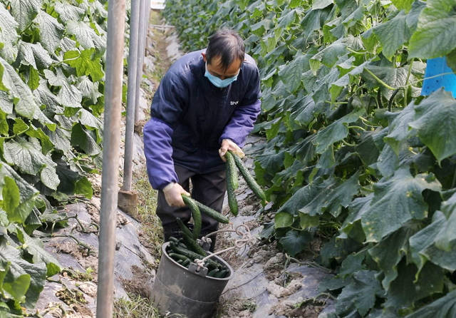 广东疫线报告|疫情下的“菜篮子”：一场争分夺秒的全链条接力赛