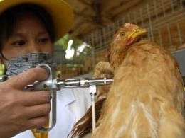 湖南发生家禽H5N1禽流感疫情 发病死亡4500只