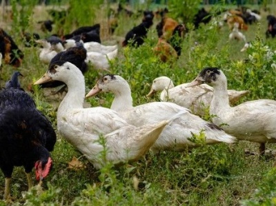 农业农村部：新冠肺炎来源与已知家禽家畜没有关系