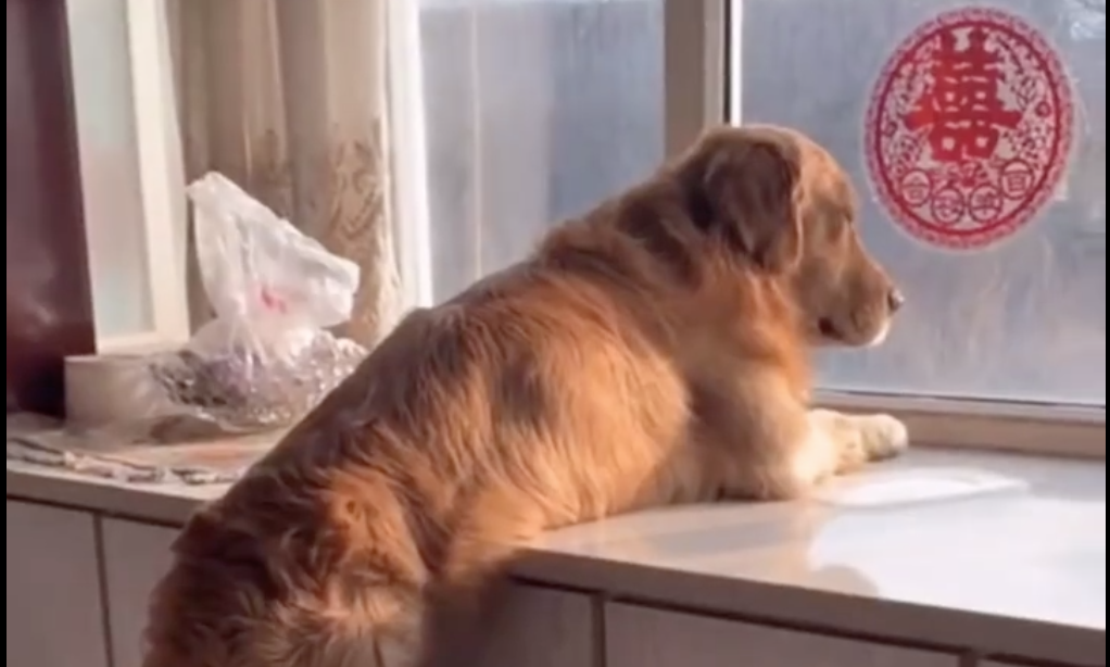 狗狗在家的状态：世界这么大，我想出去看看