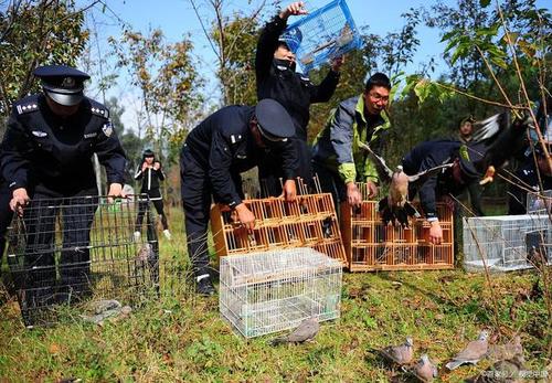 国家林草局等五部门共同开展打击野生动物违规交易专项执法行动