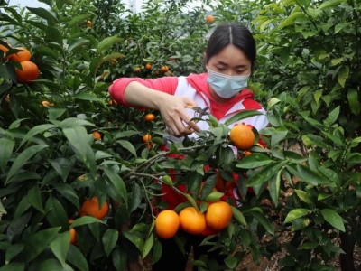 志愿者化身代购网红，帮助贫困果农销售2000斤滞销水果