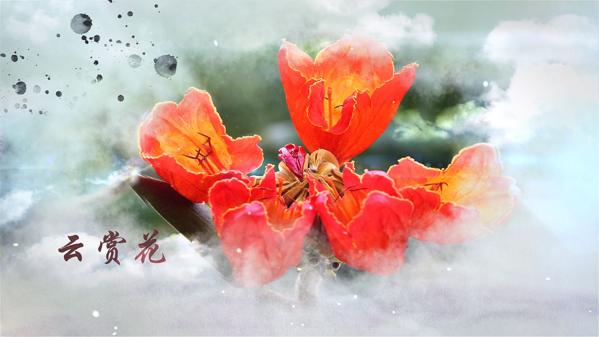 云赏花②｜“英雄花”开遍深圳街头！