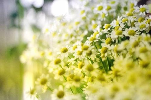 今年清明节期间，深圳暂停现场祭扫活动
