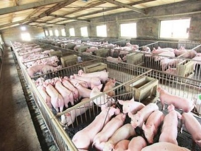 两部门：16条“硬招”支持民营企业发展生猪生产